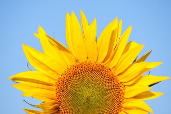 canva closeup of yellow sunflower MAD6vA9OLsA