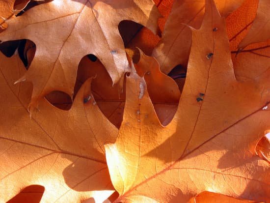 canva closeup on sunlit oak leaves MAAQD2m1NnQ