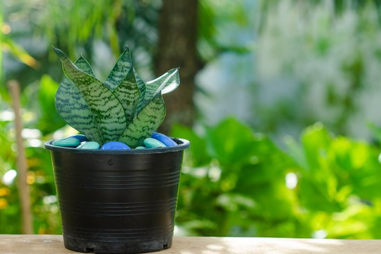 canva cluse up sansevieria or snake plant in pot MADIPO470gI