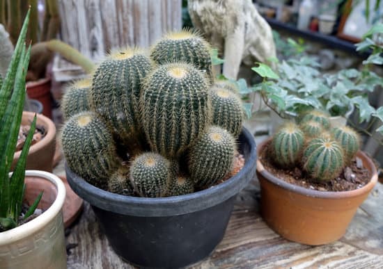 canva collection of various cactus and succulent plants MAEO32jlLTA