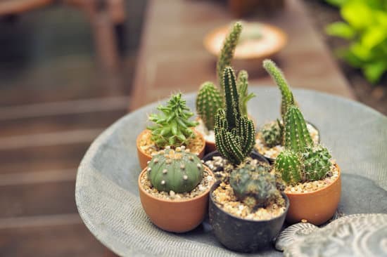 canva collection of various cactus and succulent plants MAEODbbaTiY