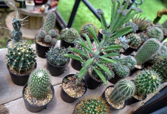 canva collection of various cactus and succulent plants in different pots