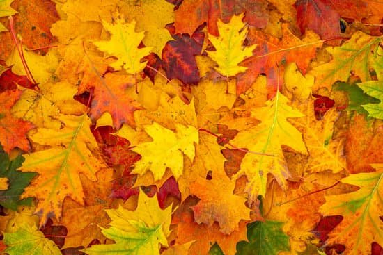 canva colorful fallen oak leaves for autumn MAEKNTf9tlY