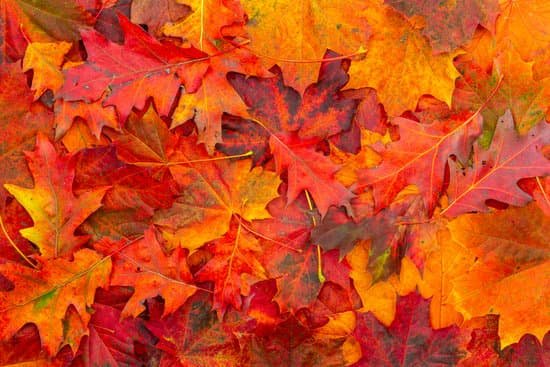 canva colorful oak and maple leaves for autumn MAEKNWrJRfk