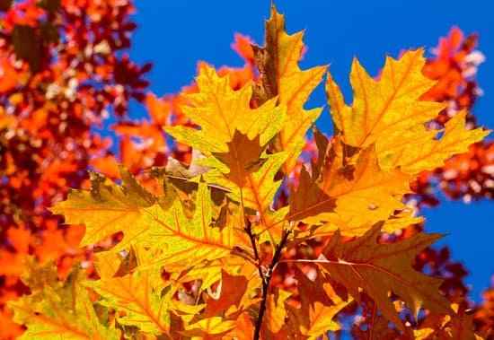 canva colorful oak leaves