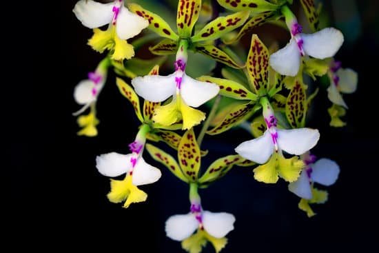 canva colorful orchid flowers