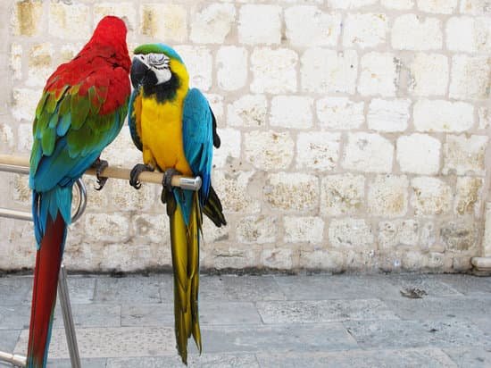 canva colorful parrots standing on a stick MAD7iThb240