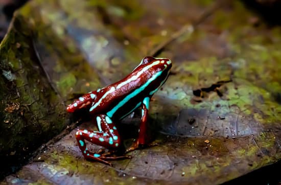 canva colorful small frog in the rainforest MAEPpf4ACmU