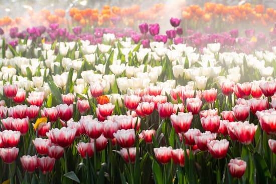 canva colorful tulip garden in spring field MAEOff28Eos