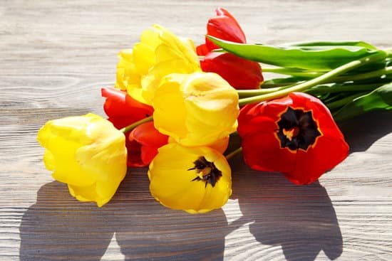 canva colorful tulips on wooden table MAD