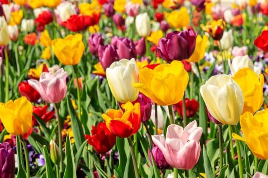 canva colourful tulips field on a sunny day MAD8WWFleDE