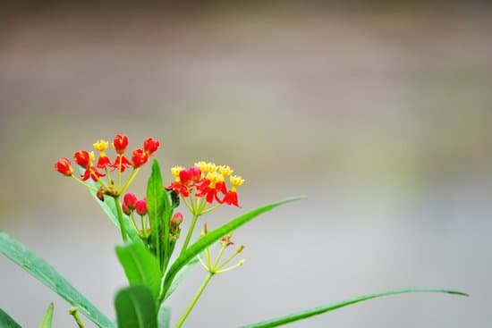 canva common milkweed MADE7JNfz3M