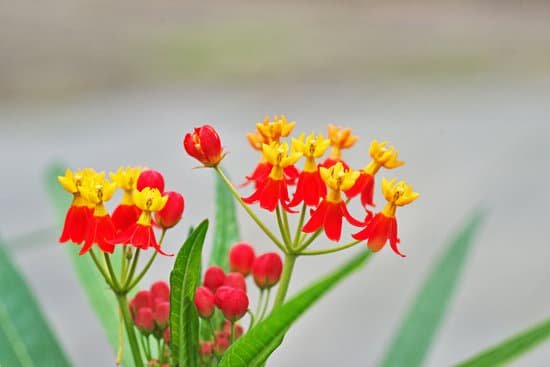 canva common milkweed MADE7OaueCE