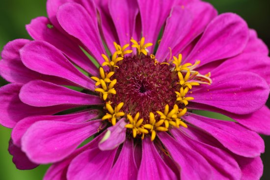 canva common zinnia zinnia elegans MADFALZXQ1I