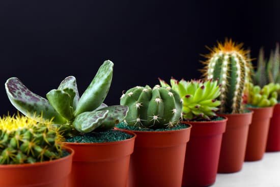 canva composition of succulents and cactus in pots on black background MAD QyDOjfc