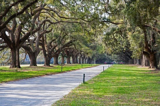 canva country lane with ancient oak trees draped in spanish moss MADBy6Y0v5k