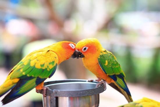 canva couple parrot MADBbMpB0aU