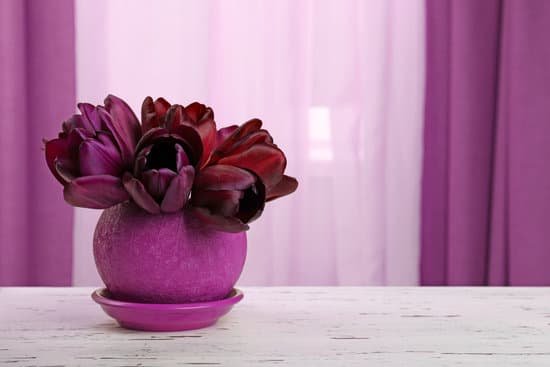 canva dark red tulips in pot with curtain background MAD MSJFATo