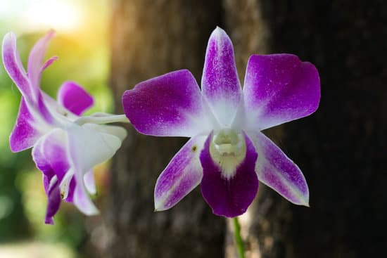 canva delicate scarlet purple flower phalaenopsis orchid MAEQeQeLM3Q