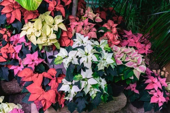 canva different colors of poinsettia flowers MAEBhL dvGs