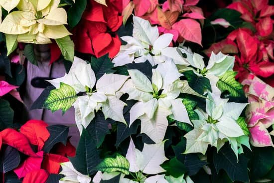 canva different colors of poinsettia flowers on the garden MAEBhFYyNjc