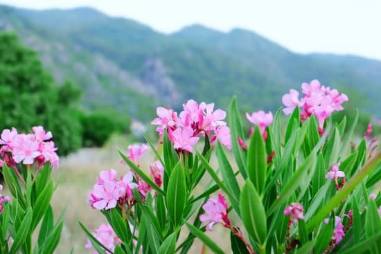 canva different oleander flowers outdoors MAD9T3hghnY