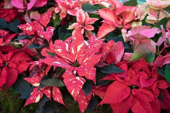 canva different shades of christmas poinsettia flowers MAEBhE8Pvks