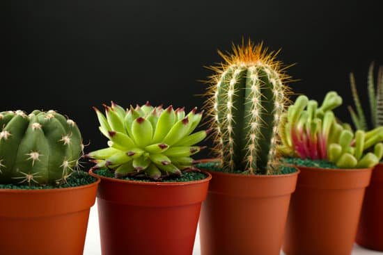 canva different succulents and cactus in pots on black background MAD QyDbwyU