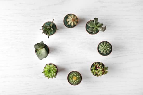 canva different succulents and cactus in pots on light wooden background MAD Q85nAHA