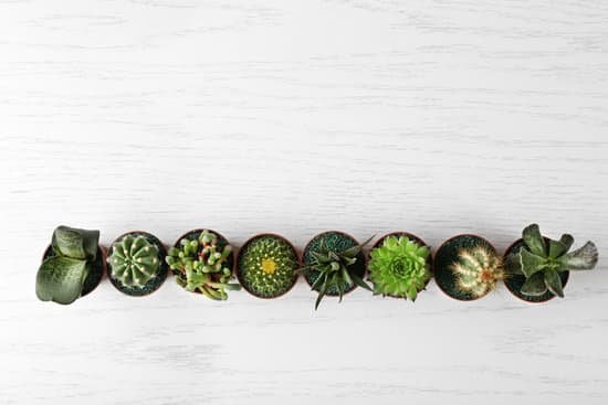 canva different succulents and cactus in pots on light wooden background MAD QztJLUQ
