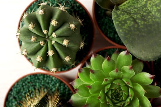 canva different succulents and cactus in pots top view MAD Q405rB8