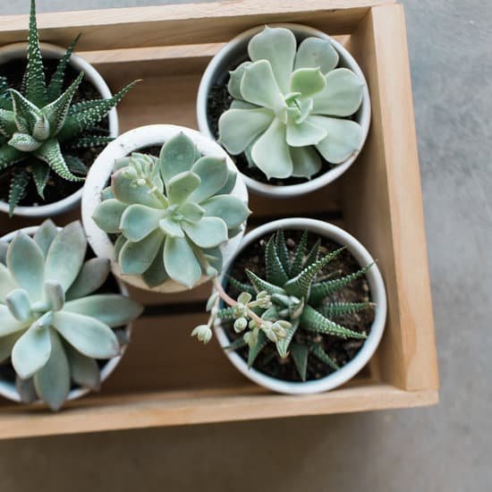 canva different succulents in pots MAECoBhjOqg