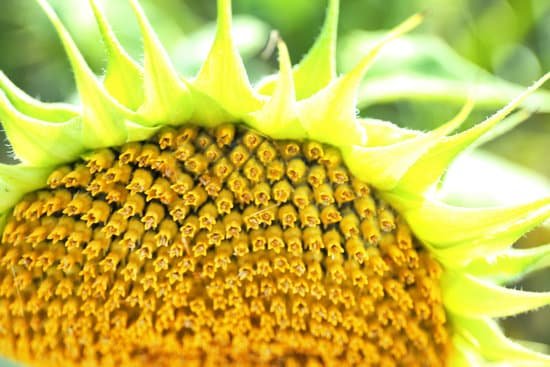 canva disk florets of a sunflower MAD9T3 Kyjo