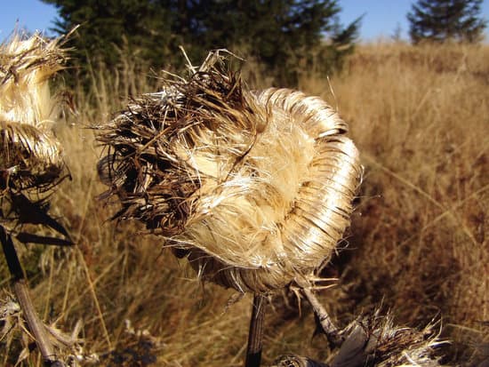 canva dried thistle MAC7JqAuVaw