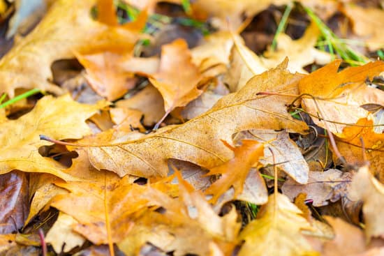 canva dry oak leaves lying on ground MACFJeiluTA