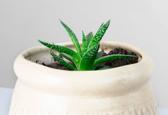 canva dwarf snake plant in a ceramic pot MAEPoIlARTY