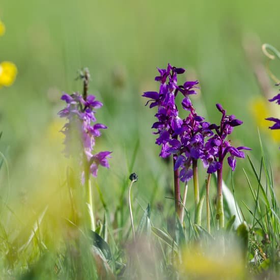 canva early purple orchids close up MAD8AveM9Zg
