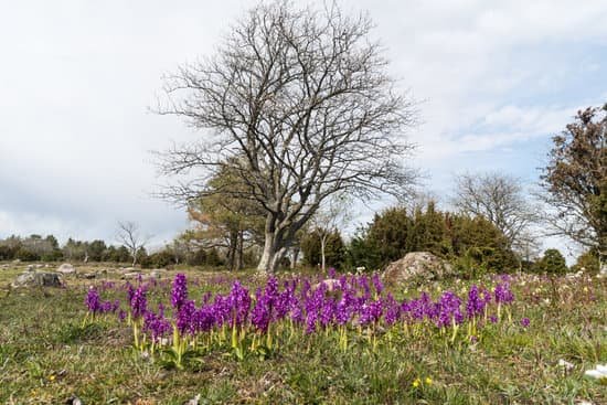 canva early purple orchids in a beautiful landscape MAD9Sn nzPk