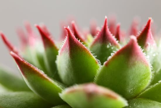 canva edges of a rosette succulent plant MAD MgSoRnI