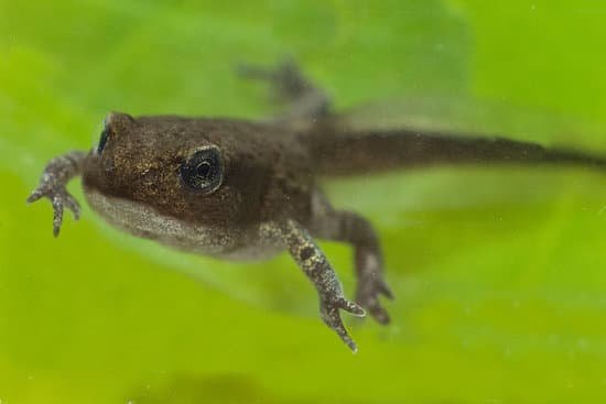 canva edible frog young frog MAC5IoyMRkY
