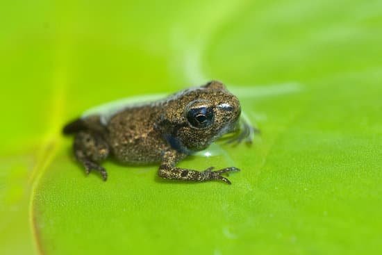 canva edible frog young frog