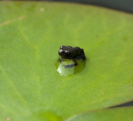 canva edible frog young frog MADFdc r8Ts