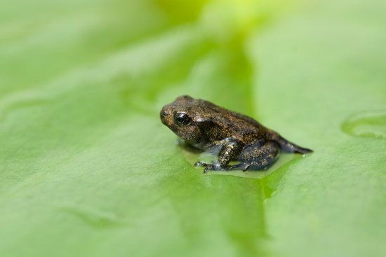 canva edible frog young frog