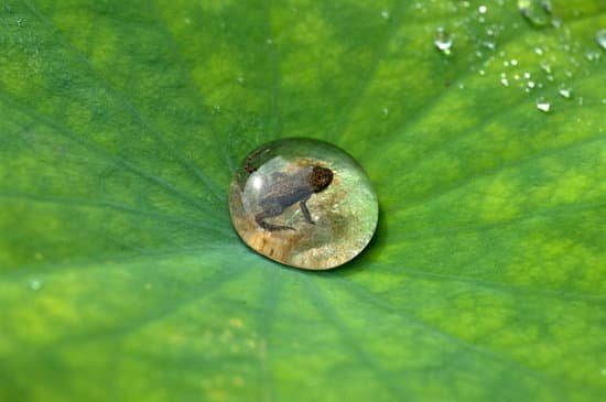 canva edible frog young frog