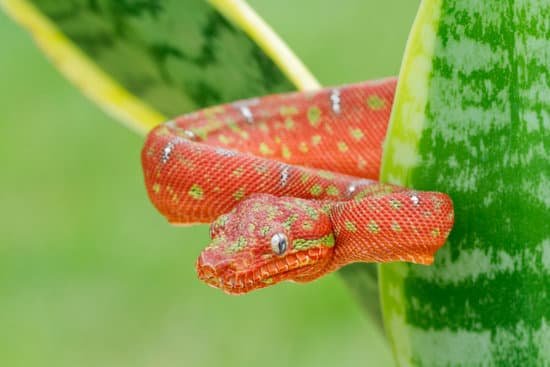 canva emerald tree boa emerging from snake plant MAEEW0zuSSI