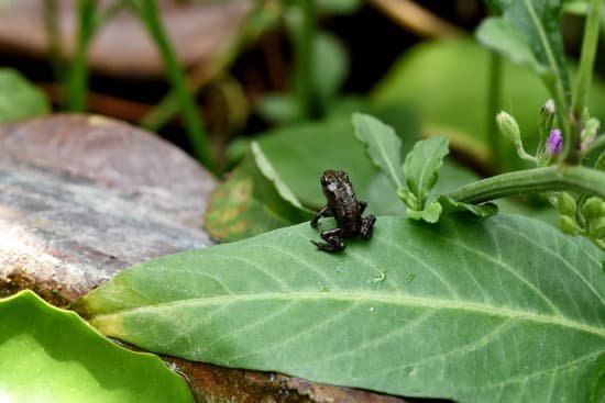 canva european common frog on a leaf