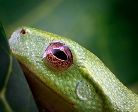 canva eyes of tiny green frog MAD7XNIvIJY
