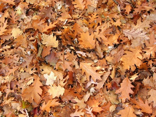 canva fall oak leaves background MAAQD0EI6BQ