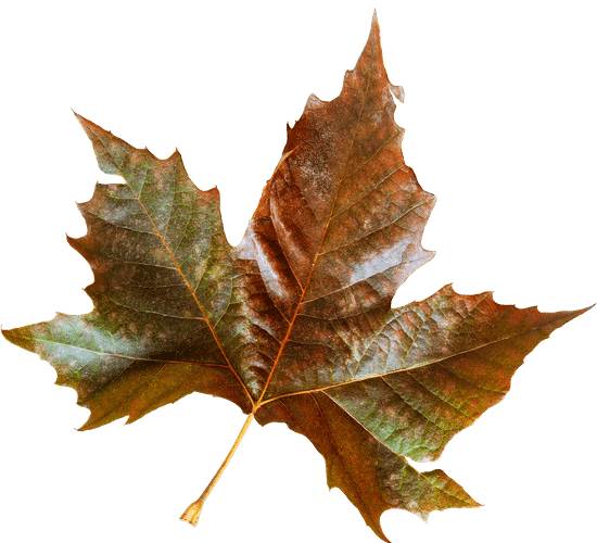 canva fall sycamore leaf MAB607teTQE