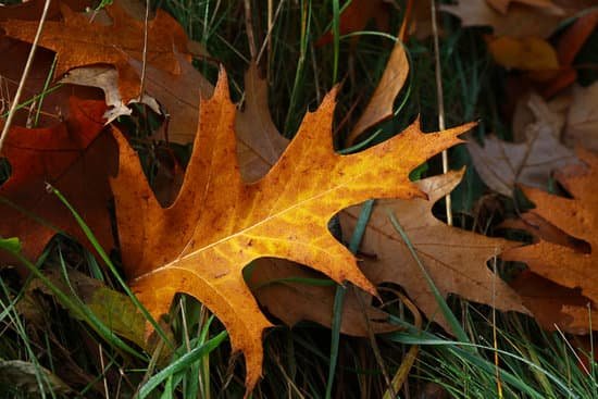 canva fallen autumn oak leaves MAEHctAq97k